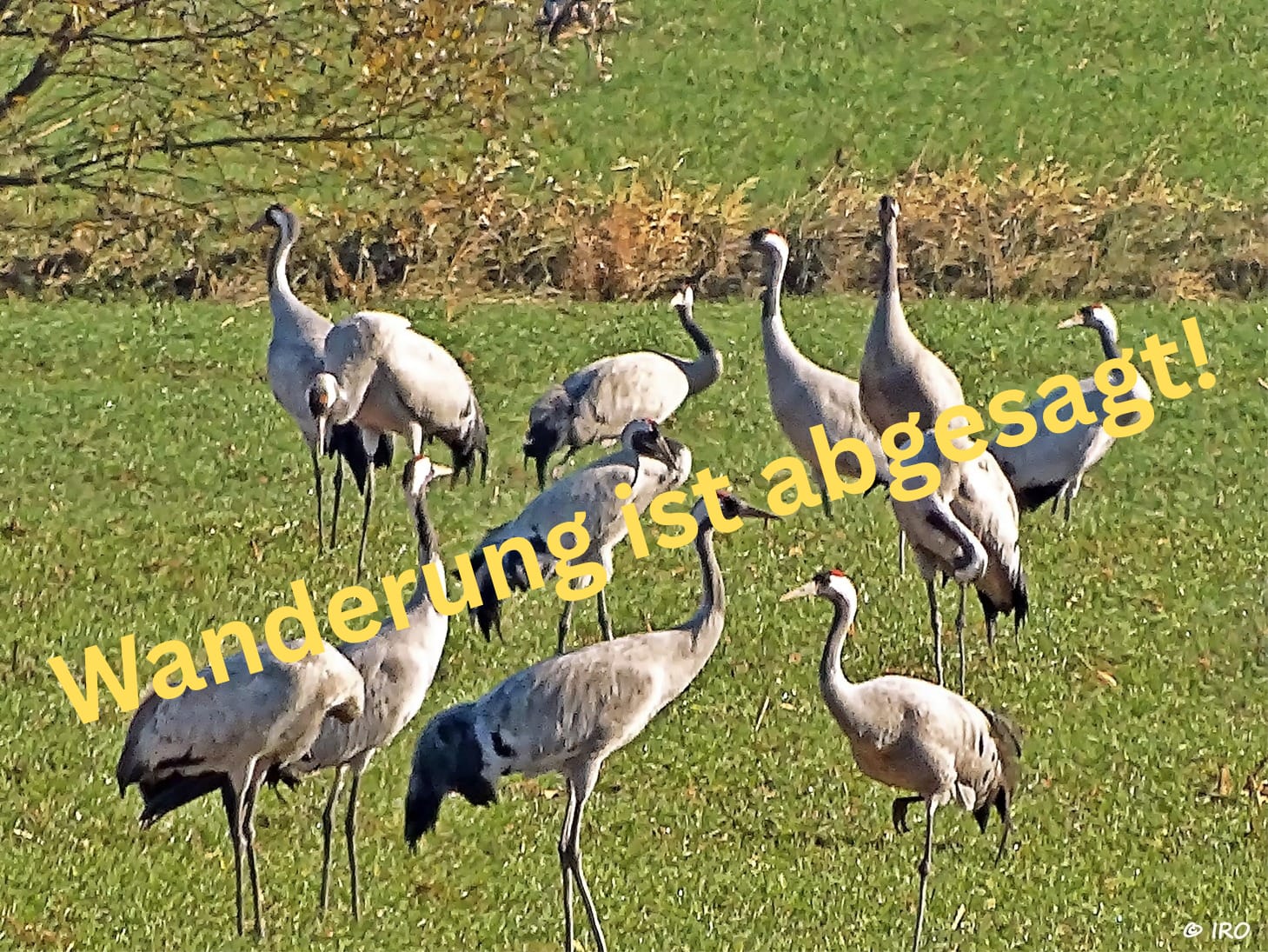 !!! Geführte Wanderung zur Kranichrast mit dem Biosphärenreservat Karstlandschaft Südharz - Fällt aus!!!