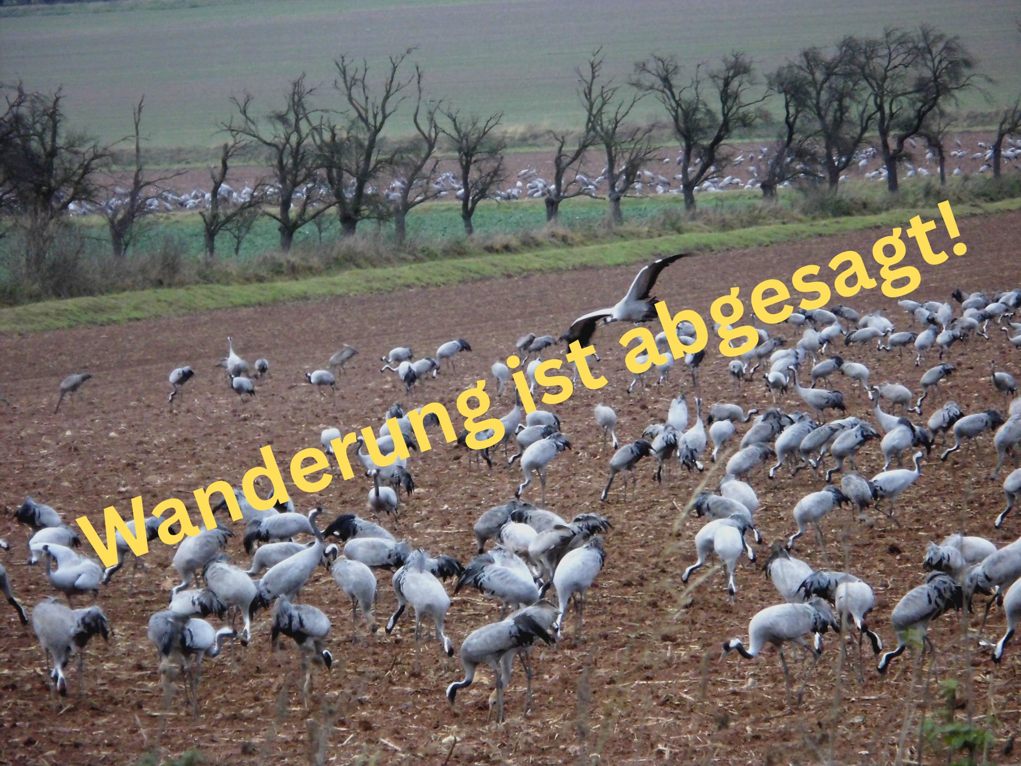 !!! Geführte Wanderung zur Kranichrast mit dem Biosphärenreservat Karstlandschaft Südharz - Fällt aus!!!