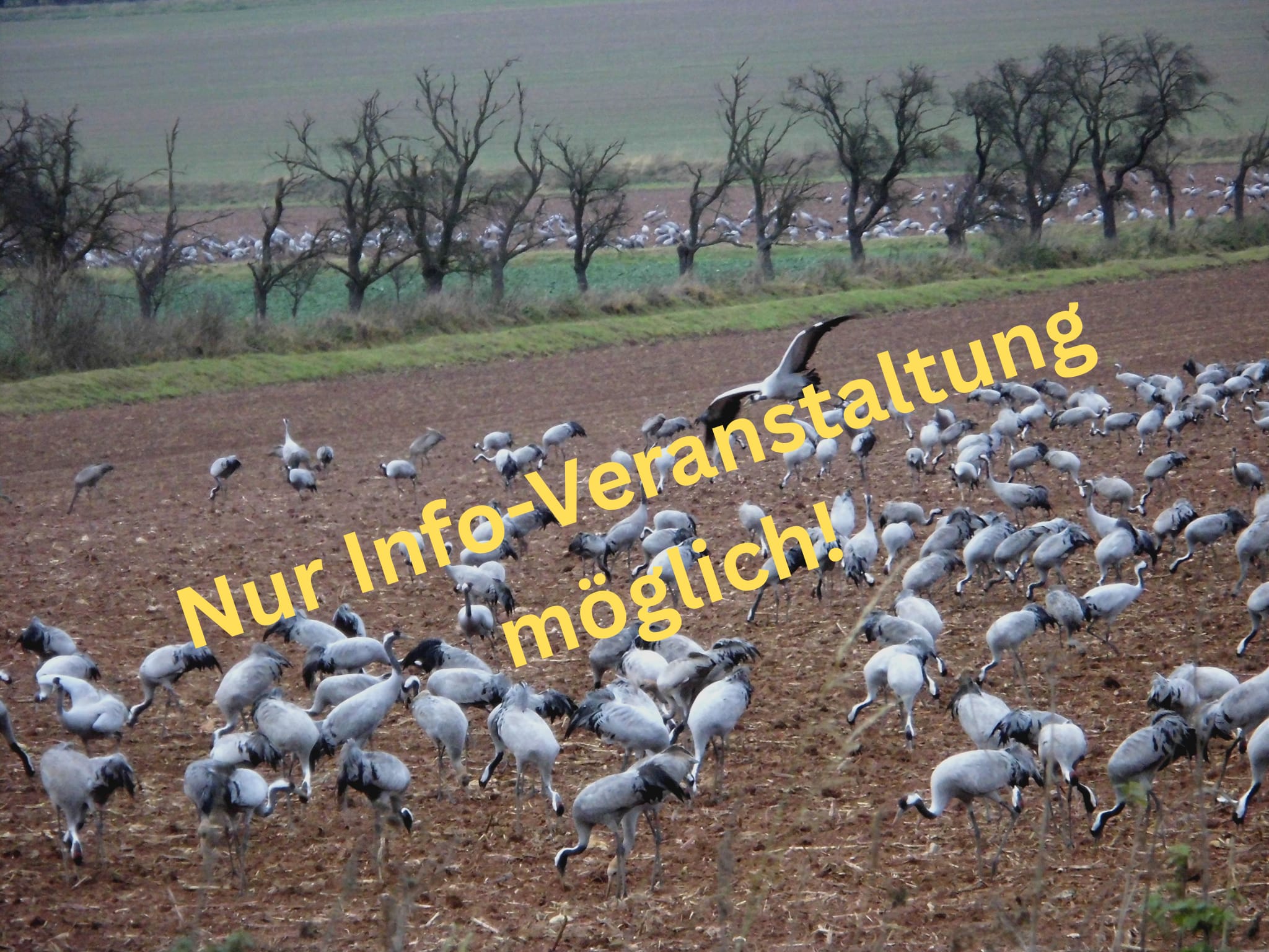 !!! Kranich-Wanderung mit dem Naturpark Kyffhäuser - Nur Info-Veranstaltung möglich!!!